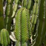 Euphorbia avasmontana (small quantity)
